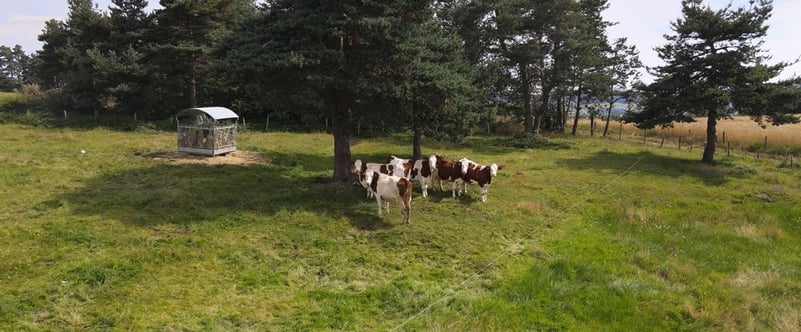 GAEC de Darnes - Romain NOTON - XR REPRO - Vaches laitieres - tarissement - vache tarie 2