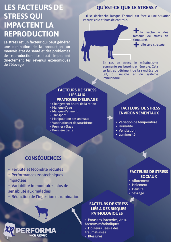 INFOGRAPHIE - LE STRESS BOVIN LAIT