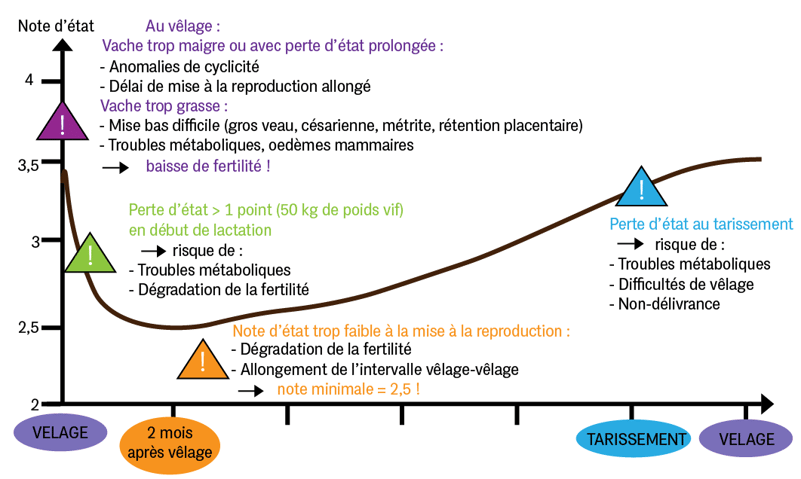 Schéma 1