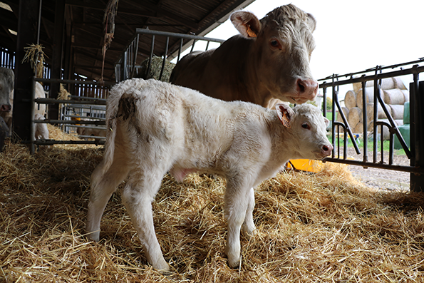 lot charolais