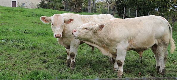 male charolais schema auriva