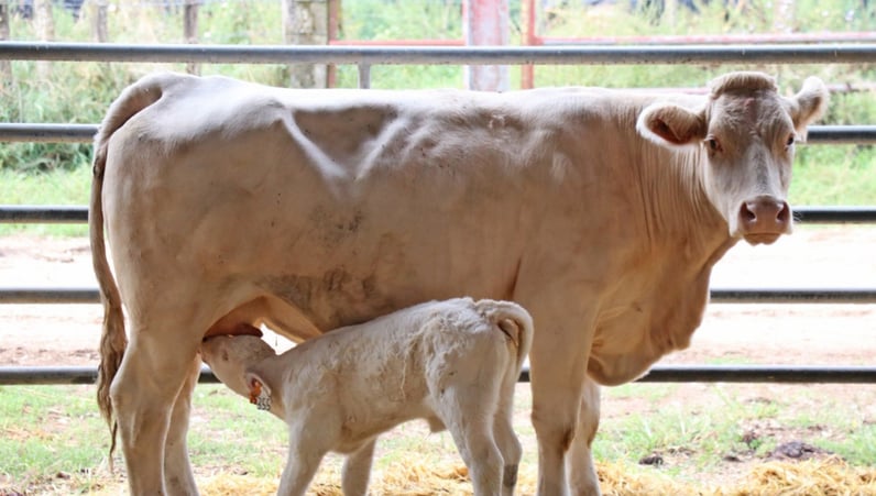 veau allaitant xr repro xpresso reproduction bovin charolais