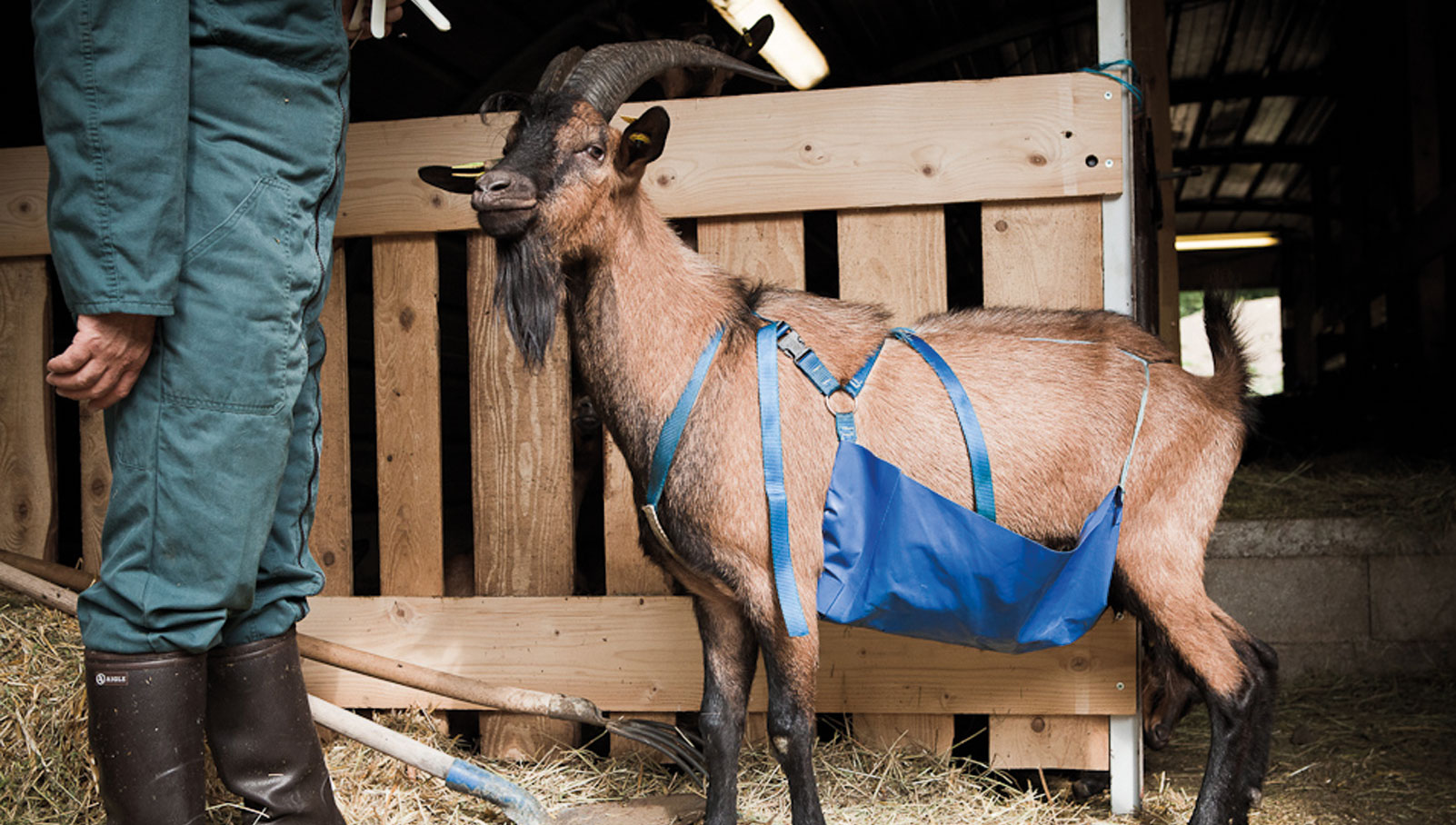 tablier-bouc