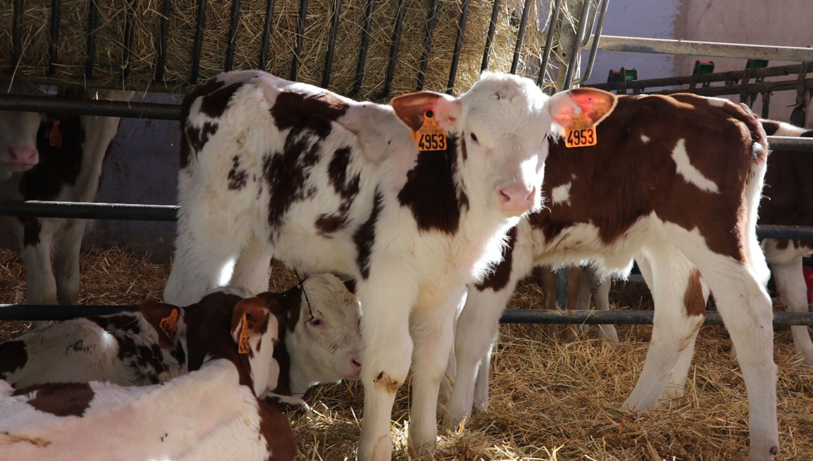 Comment bien maîtriser la santé des veaux ?